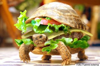 Un chino intenta colar una tortuga en un avión ocultándola en una hamburguesa