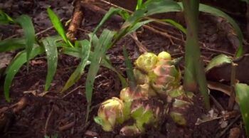 Productores de jengibre de Bayaguana han cambiado luego de la visita de DM