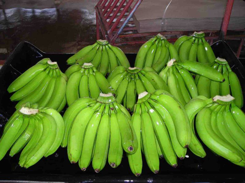 Sector banano genera más de 40,000 empleos en República Dominicana