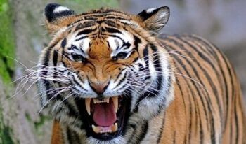 Tigres matan a una mujer y hieren a otra en un parque safari en Pekín