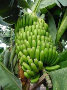 Bananeros aún no reportan daños a plantaciones por huracán Fiona