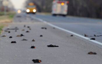 Docenas de pájaros caen del cielo en Boston