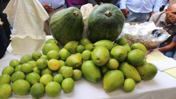 Gobierno reforestará con árboles frutales, maderables y café