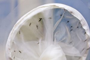 Los ministros de Salud de América discutirán estrategias de prevención de enfermedades transmitidas por virus, como el zika y el dengue. Foto de archivo: OIEA/Dean Calma