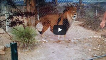 Hombre se lleva el susto de su vida (VIDEO)