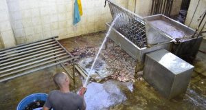 Trabajador de uno de los mataderos cerrados por las autoridades limpia desechos de la carne.