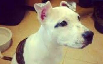 Por abusar de un perro tendrá que pagar 55 años de cárcel 