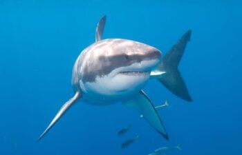 (VIDEO) Tiburón muerde estrella porno