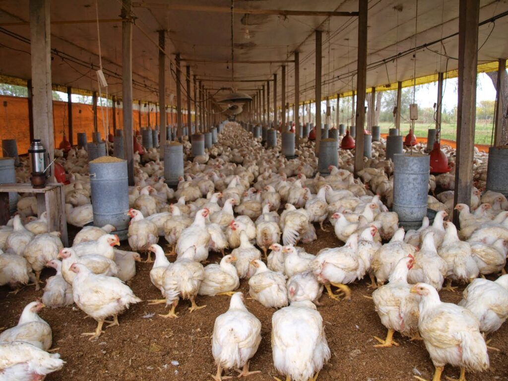 Falta de planificación e importaciones provocaron sobreproducción avícola en RD
