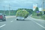 Camioneta regaló plátano en la autopista 6 de Noviembre (video)