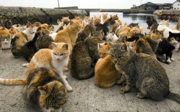 16 años de prisión por matar 21 gatos