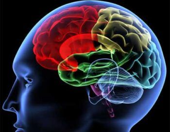 ¿Cómo afectan las drogas al cerebro?