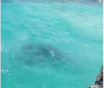 Se salva de milagro tras caer en el mar con su vehículo