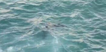 Se ahoga niño de 10 años en el Malecón de Sto.Dgo