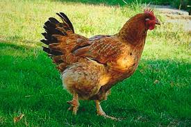 Hombre mata a otro “Por una gallina”