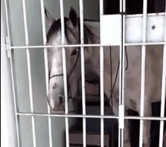 Meten preso a un caballo