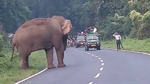 Elefante mata hombre que quería tomarse una selfie con el
