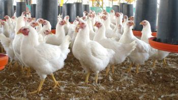 Gobierno dominicano venderá pollo entero a RD$125 a consumidores