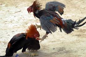 Video: pelea de gallos termina en tragedia