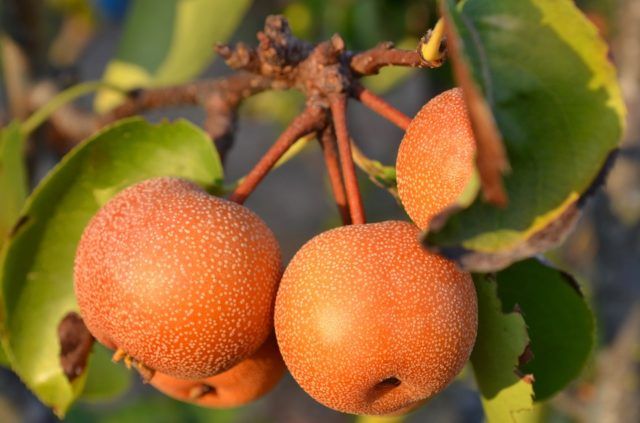 Cultivaran peras japonesas en RD