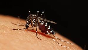 Siete muertes por dengue en el país