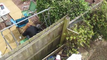 18 semanas de cárcel para mujer por golpear a su perro