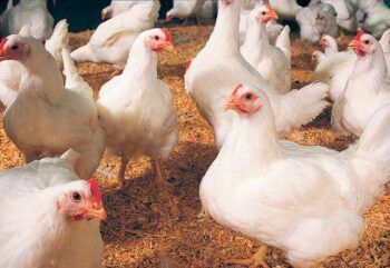 Se disparan precios de la carne de pollo por baja producción