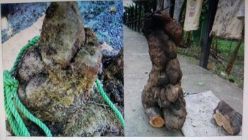 Un tremendo ñame de 154 libras nace en Puerto Plata.