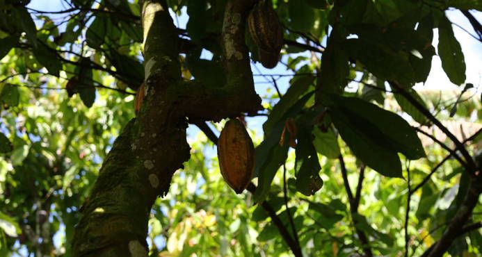 Presidente Medina promete apoyar producción de cacao, plátano y ñame