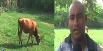 Un grupo de hombres “aficiao” de esta becerra, chequea como el dueño encontró a uno de ellos con ella.