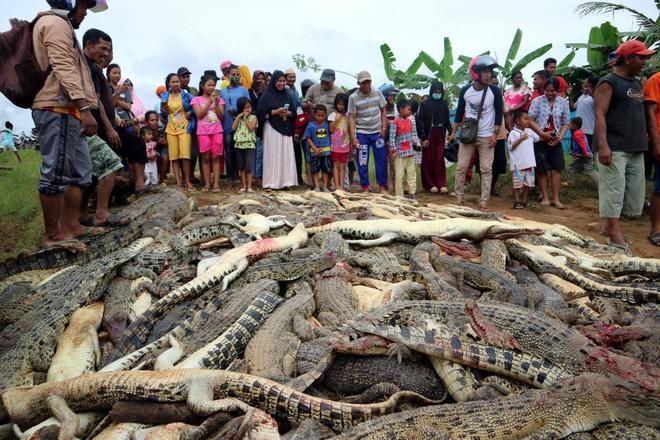 Matan mas de 300 cocodrilos por venganza