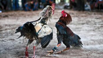 EEUU busca prohibir peleas de gallos