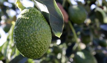 Aguacate mata hombre
