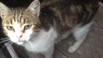 Apresan un gato al introducir drogas a una cárcel en Rusia