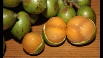 Muere niño luego de atorarse con una semilla de limoncillo