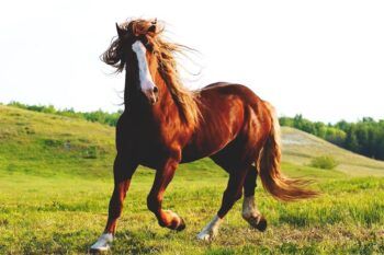 Muere hombre luego de chocar con un caballo en Azua