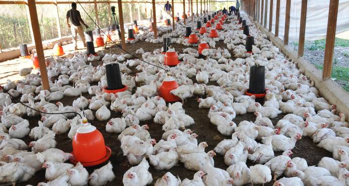 Pollos para diciembre están asegurados, pero sector sufre grave crisis