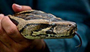 Serpiente mata a su dueño ante la mirada de transeúntes