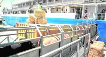 África quiere bovino murciano