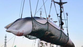 Japón reanudará caza comercial de ballenas en 2019