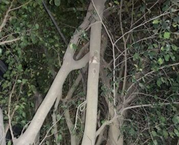 Imagen de la Virgen María adherida a un árbol sorprende en La Vega