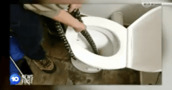 Una serpiente intenta salir de un inodoro y muerde el trasero de la mujer que estaba sentada