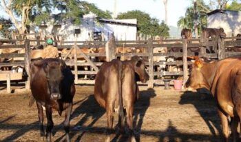Gobierno RD introducirá ganado de alta genética en Higüey