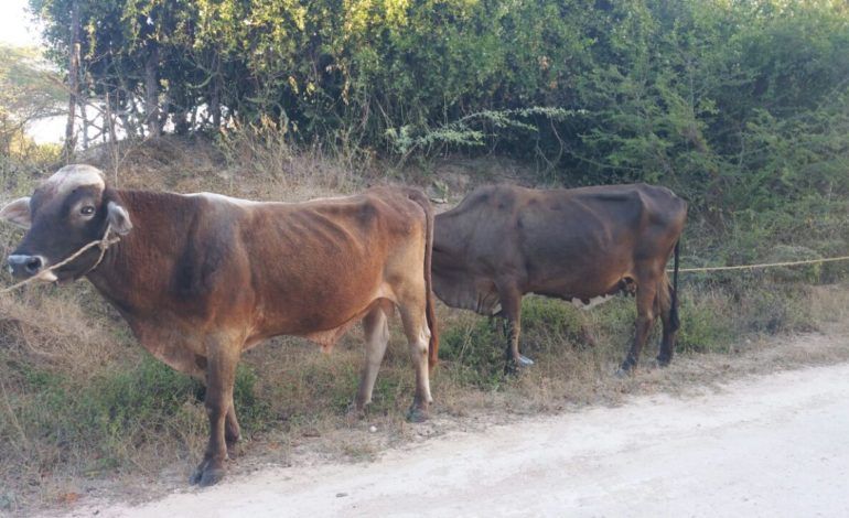 Sequía provoca muertes de ganado en la parte norte de República Dominicana