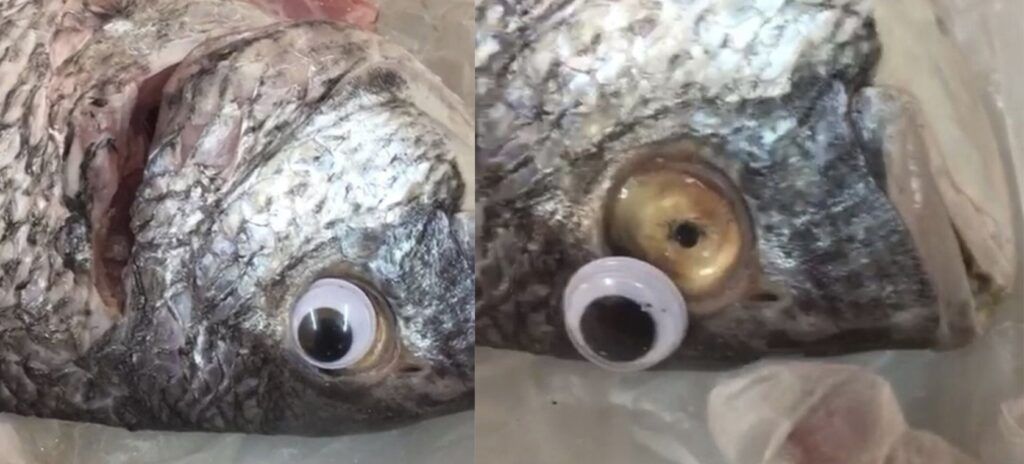 Vendían pescado con ojos falso para que se vieran frescos