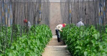 Organismo internacional expresa admiración por las políticas agropecuarias aplicada por Danilo Medina