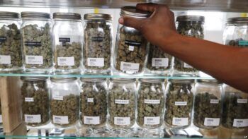 Dolor crónico y marihuana medicinal: estudio