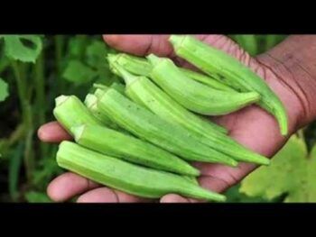 Inician recolección de molondrones para exportación