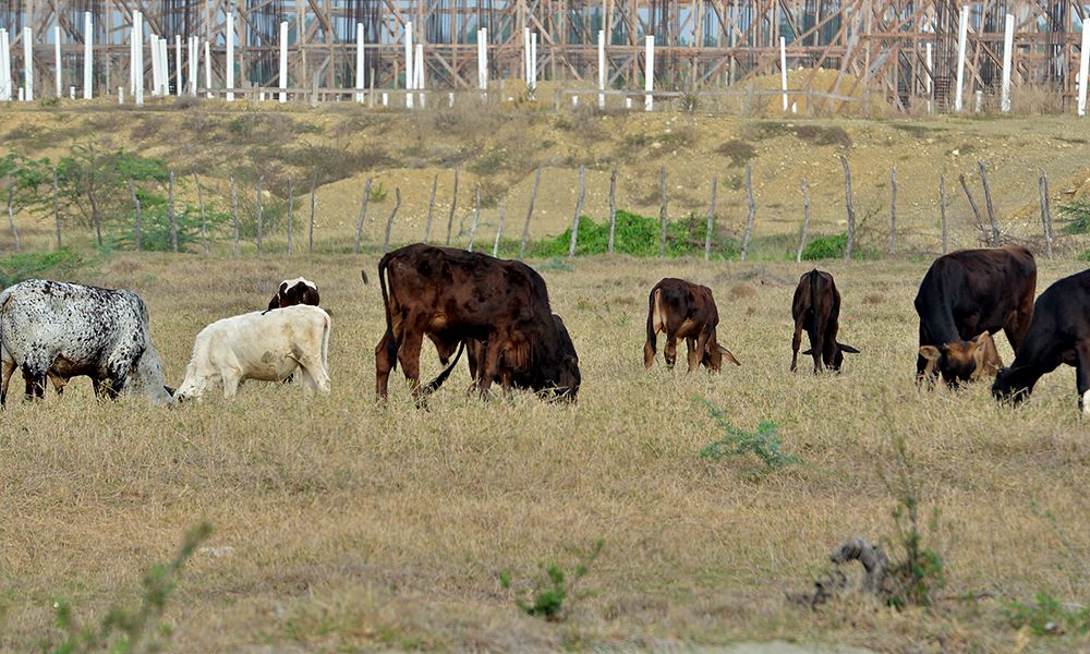 Ministro de Agricultura revela sequía ha causado la muerte de 1,190 reses en región noroeste