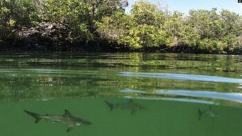 Descubren criadero de tiburones martillo en Ecuador